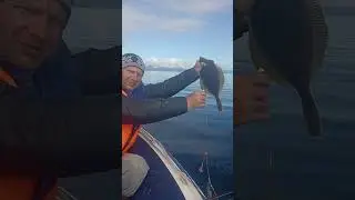 Охотское море, камбала....