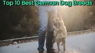 Top 10 Best German Dog Breeds | These Are Top 10 Best German Dog Breeds.