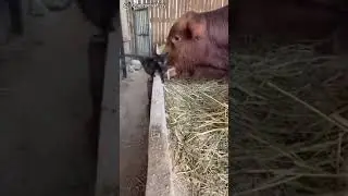 приколь АТМЕНА 2000