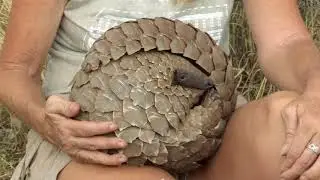 What is a Pangolin? - The Pangolin: No Time to REST
