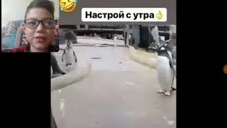 Риакция на поли стар  (потпищись на неё!)  Мне понравилось