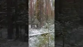 Тропа в ноябрьском лесу