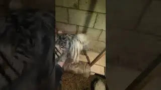 Павлину 2 месяца