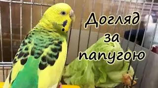 Caring for a budgie. Conditions of maintenance and nutrition