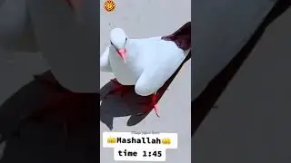 Best Pigeon Landing 🔥 Full Garmi Me 🥵 Buri Halat Me Gira Kabootar 😰