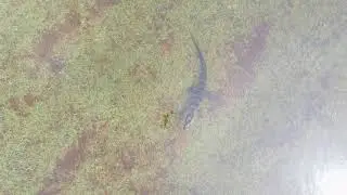 FIMI X8 4K Drone Spotted a Gator feet away from my backyard 😱 #FL #gator #QuarentineLife