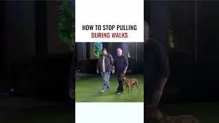 How to Stop Pulling During Walks