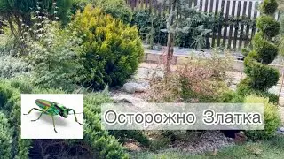 Прогулка по хвойному саду. Осторожно ЗЛАТКА. Опасный вредитель туй.