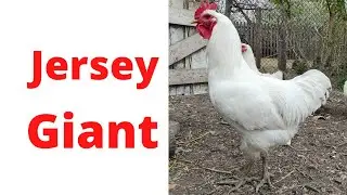 Jersey Giant The largest chicken breed Jersey Giant Country Life The largest chickens