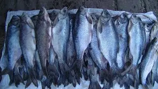 Засолка Язя Колодкой.  Очень Вкусно и без Описторхоза!