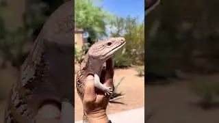 Blue Tongue Skink LIVE BIRTH