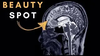 There's a Literal Beauty Spot In Your Brain