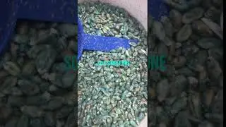 RAT POISON HIDES BEETLE INFESTATION! #pestcontrol #insectcontrol #insectpests