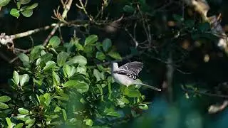 Tropical Mockingbird, Moqueur des Savanes