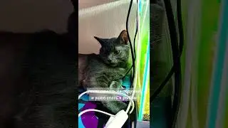 У кота второй выбор для сна - бок аквариума 