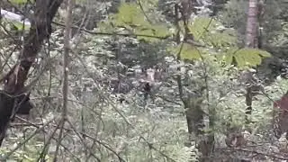 Лось в лесу рядом с Загорянкой