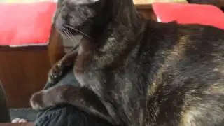 Kiona on my lap
