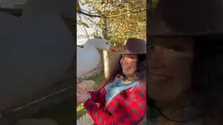 Гангста-гуси🤠🪿 