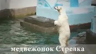 Рекордное выступление от медвежонка Стрелки перед посетителем.