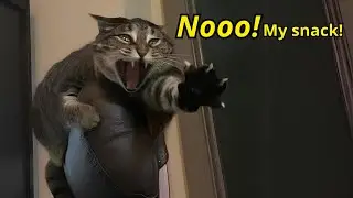 These Cats Can Speak English Better Than Hooman 🙀