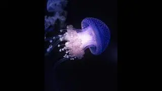 dream