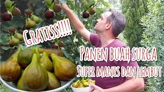 PANEN BUAH SURGA GRATIS SUPER MANIS DAN LEMBUT || BUAH TIN ORGANIK DI INGGRIS