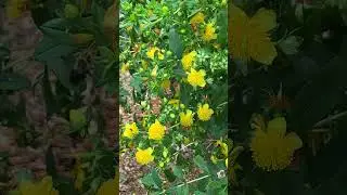 Bee magnet, yellow Shrubby St Johns Wort, awesome native plant for insects