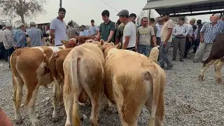 МОЛБОЗОРИ РЕГАР НАРХИ ГОВИ ШИРТЕ МОЛИ МАЙДА 21 августа 2024 г.