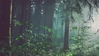 The Forest Man (EAS Scenario)