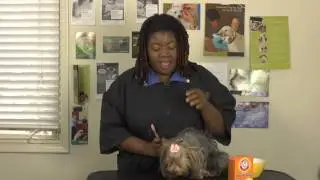 How to Brush a Dog's Teeth With Baking Soda Paste