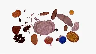 Aerobiologi