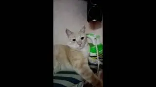 Мои любимые домашние животные