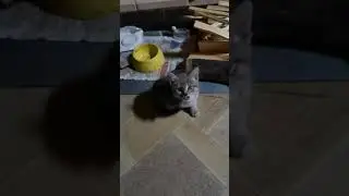 У котёнка понос.