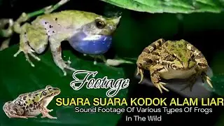 Frog sound || wild frog sound || collection of sounds of frogs in the world