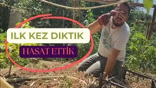 İLK KEZ DENEDİK HEM DE KIRMIZI 😍 SONUÇ NASIL? #vlog #bahçe