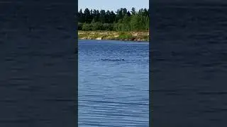 ПОДРУЖКА НАБЛЮДАЕТ НА ОЗЕРЕ ЗА УТОЧКАМИ