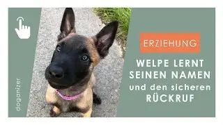 So bringst du deinem Welpen den Rückruf und seinen Namen bei | wichtigstes Kommando