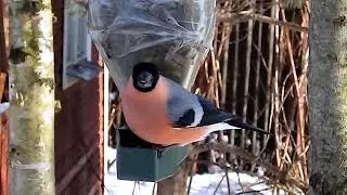 Обжора!
