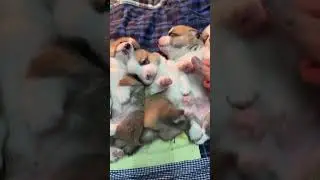 Щекотание щенков по очереди