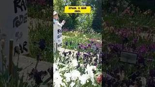 Крым, 6 мая 2024 . 🌹 Ирисы в никитском батаническом саду в Ялте . 