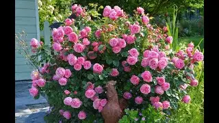Леонардо да Винчи Leonardo da Vinci Meilland, 1993 Флорибунда (Floribunda)