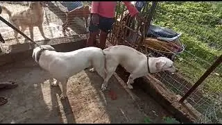 Lab dog mating