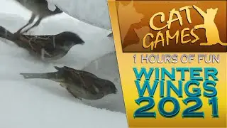 CAT GAMES - WINTER WINGS 2021 (FOR CATS ONLY)