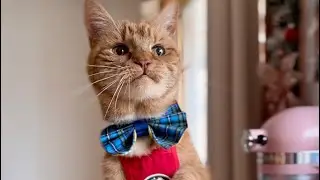 What it’s REALLY like in a Cat Cafe