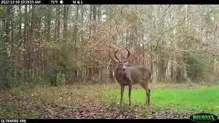 Dr. Deer Pear Trail Cam Footage