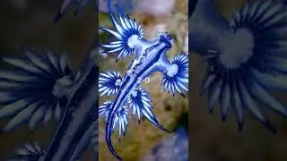 Blue Dragon vs Irukandji Box Jellyfish 