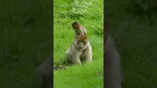 Baby Monkey 