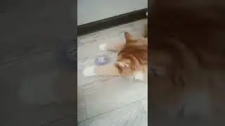 кошка Весëлая.