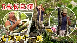 沼澤獵手：5米長的巨蟒，看到都嚇一跳，反應慢一秒都被咬傷！紀錄片