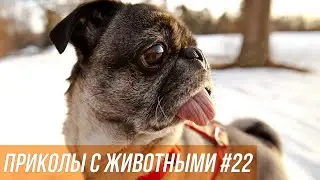 Мир животных / Все о животных / Милые животные / Смешные кошки собаки / Животные дома